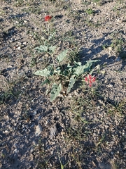Nyctaginia capitata
