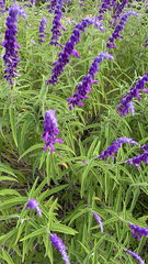 Salvia leucantha