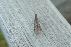 Sylvicola
