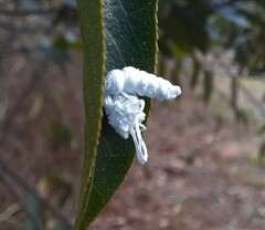 Flatidae
