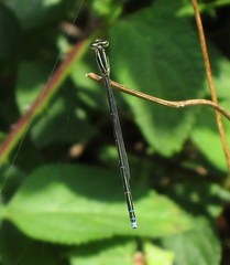 Aciagrion occidentale