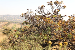 Protea caffra caffra