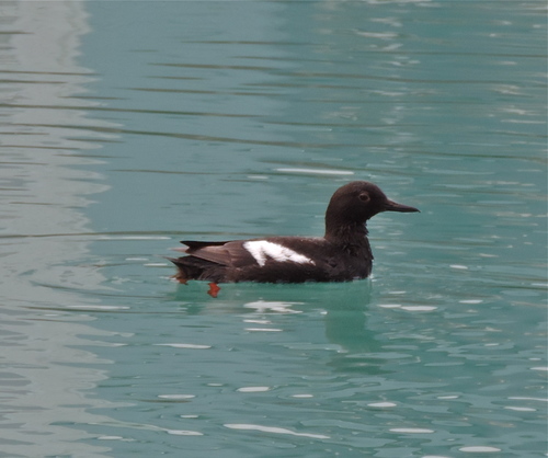 Cepphus columba