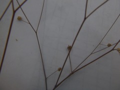 Hesperolinon micranthum