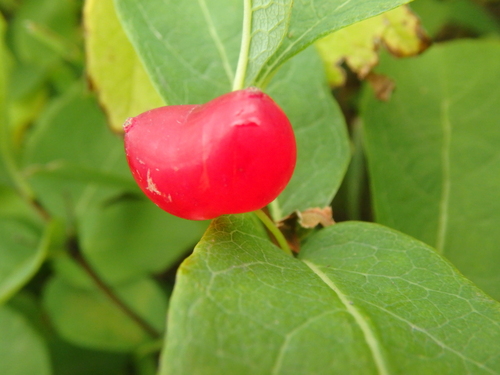Lonicera chamissoi iNat (1)