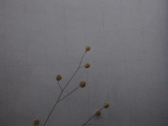 Hesperolinon micranthum