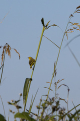 Crithagra mozambica