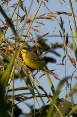 Crithagra mozambica