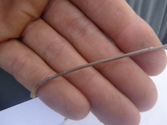 Hesperolinon micranthum