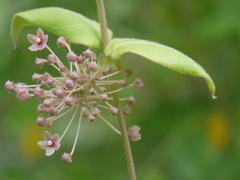 Vincetoxicum dalzellii