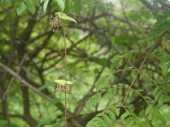 Vincetoxicum dalzellii