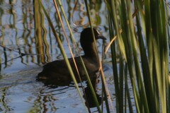 Fulica atra