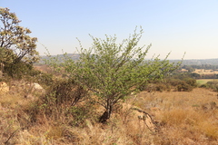 Vangueria parvifolia