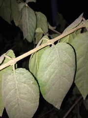 Viburnum macrocephalum