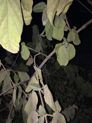 Viburnum macrocephalum