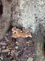 Steccherinum ochraceum