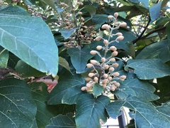 Paulownia tomentosa