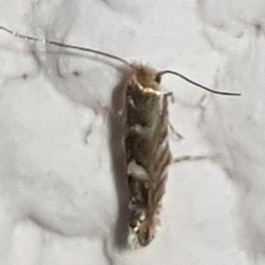 Macrosaccus robiniella