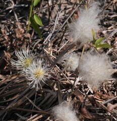 Clematis montevidensis