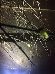 Jasminum nudiflorum