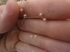 Hesperolinon micranthum