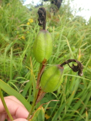 Iris setosa