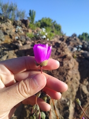 Cistanthe cachinalensis