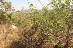 Vangueria parvifolia