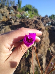 Cistanthe cachinalensis