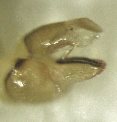 Cryptoneossa triangula