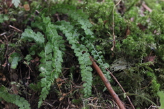 Asplenium viride