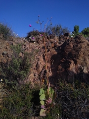 Cistanthe cachinalensis