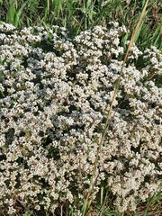 Coleonema pulchellum