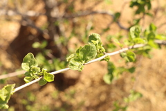 Vangueria parvifolia