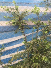 Maytenus boaria