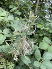 Epilobium parviflorum