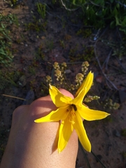 Zephyranthes bagnoldii