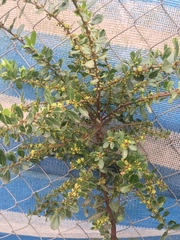 Maytenus boaria