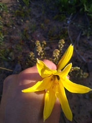 Zephyranthes bagnoldii
