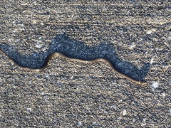 Diadophis punctatus punctatus