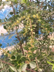 Maytenus boaria