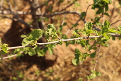 Vangueria parvifolia
