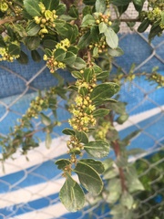 Maytenus boaria