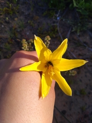 Zephyranthes bagnoldii