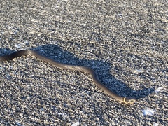 Diadophis punctatus punctatus