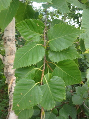 Betula ermanii