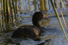 Fulica atra