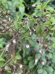 Sonchus palustris