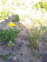 Zephyranthes bagnoldii