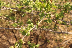 Vangueria parvifolia
